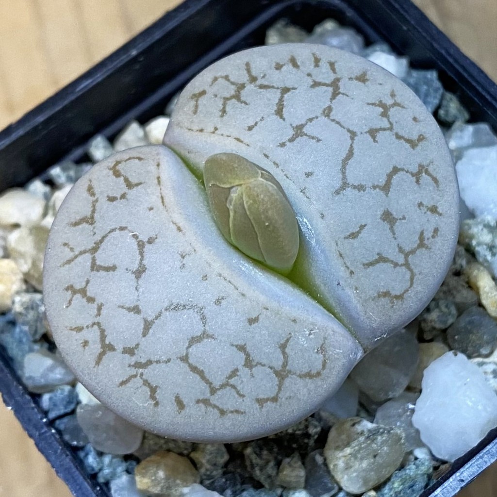 SH37601 Lithops pseudotruncatella ssp. dendritica C245