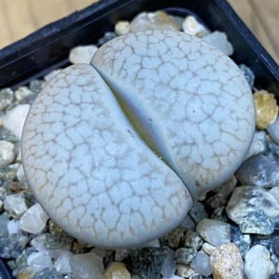 SH37602 Lithops pseudotruncatella ssp. dendritica C245