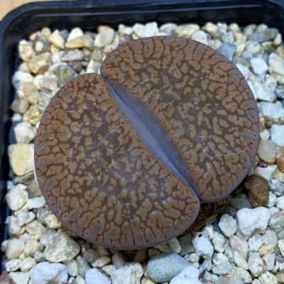 SH37605 Lithops aucampiae ‘Dark Wine Red’