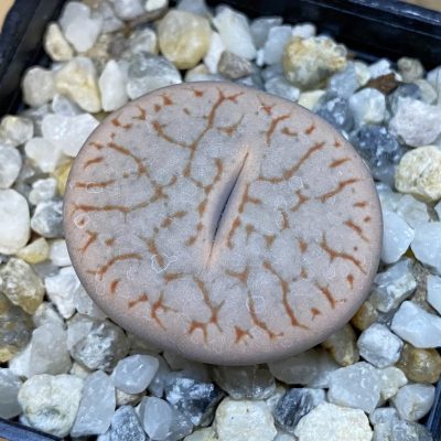 SH37606 Lithops pseudotruncatella v. volkii
