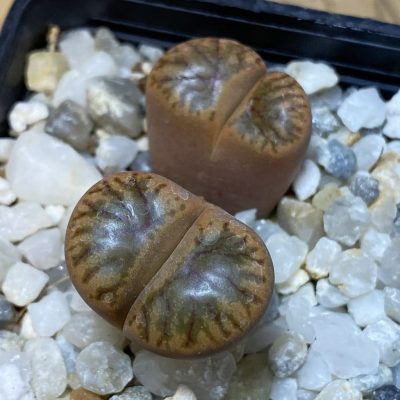 SH37607 Lithops bromfieldii ‘Coral’