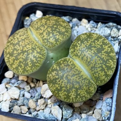 SH37609 Lithops lesliei v. albinica