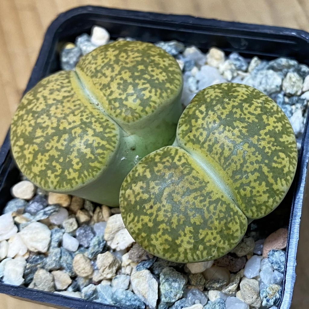 SH37609 Lithops lesliei v. albinica