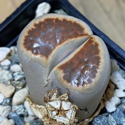 SH37610 Lithops karasmontana v. lateritia