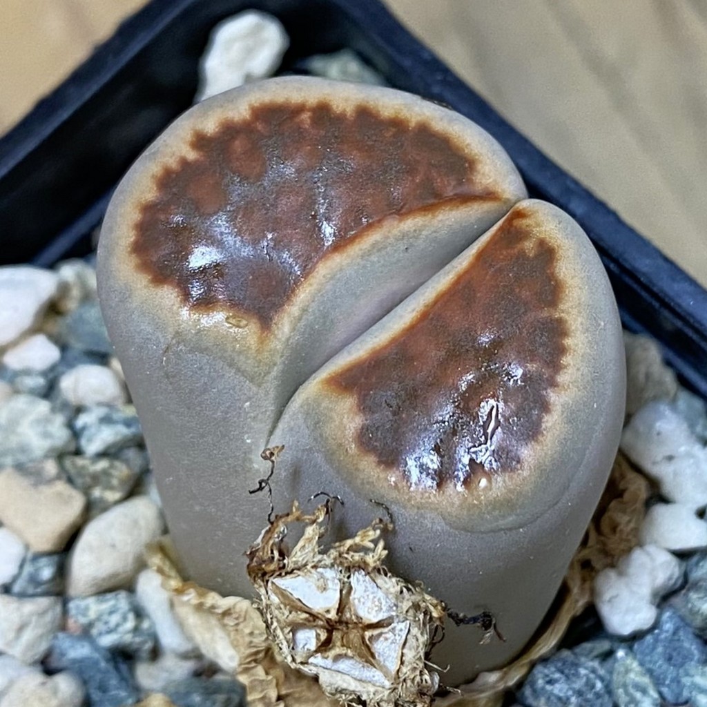 SH37610 Lithops karasmontana v. lateritia
