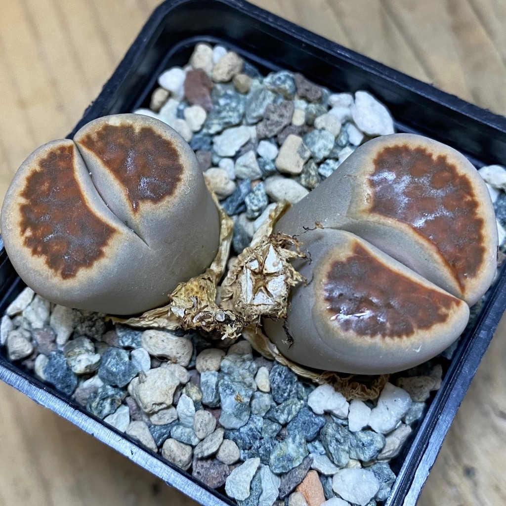 SH37610 Lithops karasmontana v. lateritia - Image 2