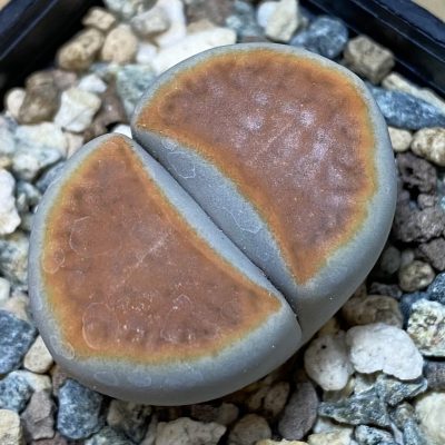 SH37613 Lithops karasmontana 'Top Red'