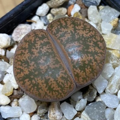 SH37614 Lithops lesliei v. rubrobrunnea