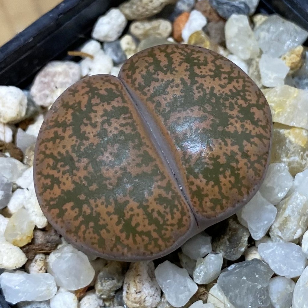 SH37614 Lithops lesliei v. rubrobrunnea