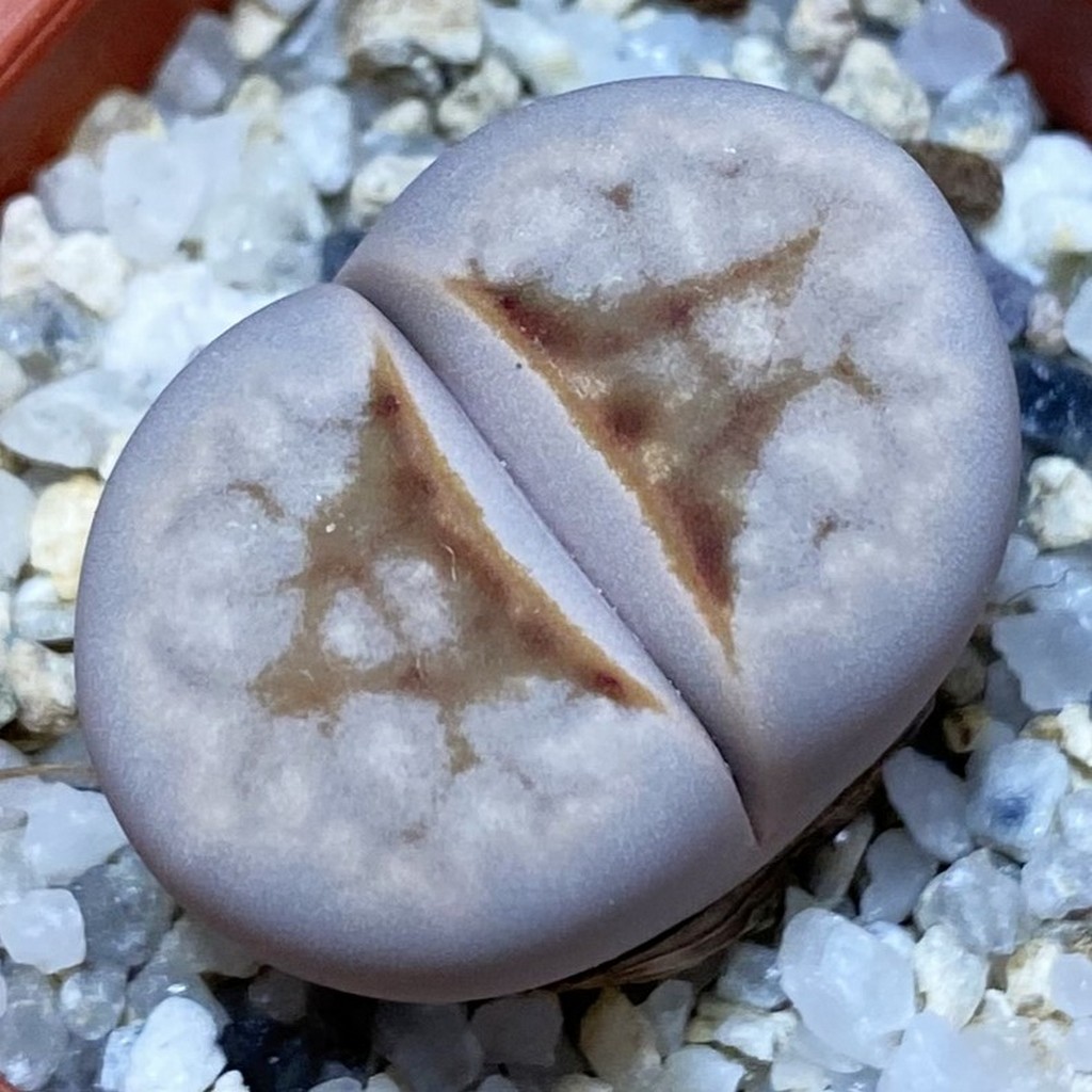 SH37545 Lithops julii 'Hot Lips'
