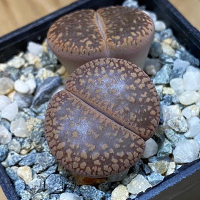 SH37618 Lithops aucampiae mix, seedling
