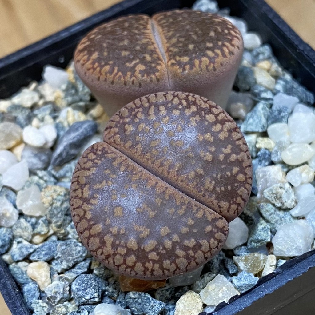 SH37618 Lithops aucampiae mix, seedling