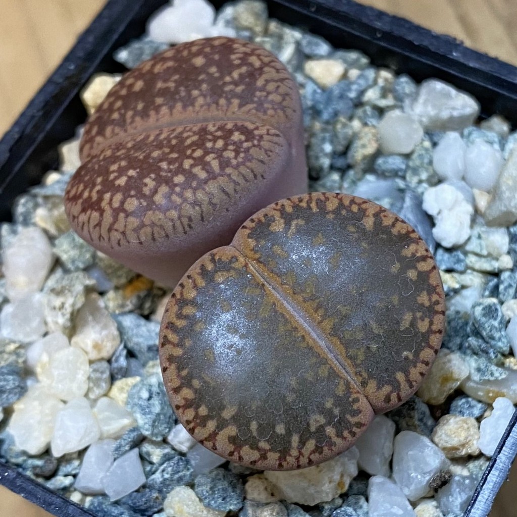 SH37618 Lithops aucampiae mix, seedling - Image 2