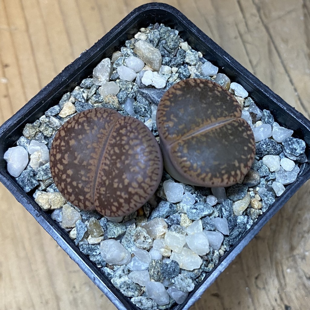 SH37618 Lithops aucampiae mix, seedling - Image 3