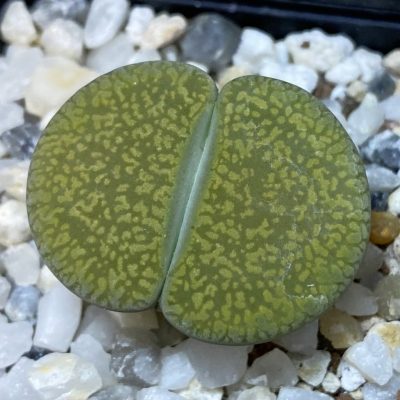 SH37619 Lithops aucampiae 'Jackson's Jade'