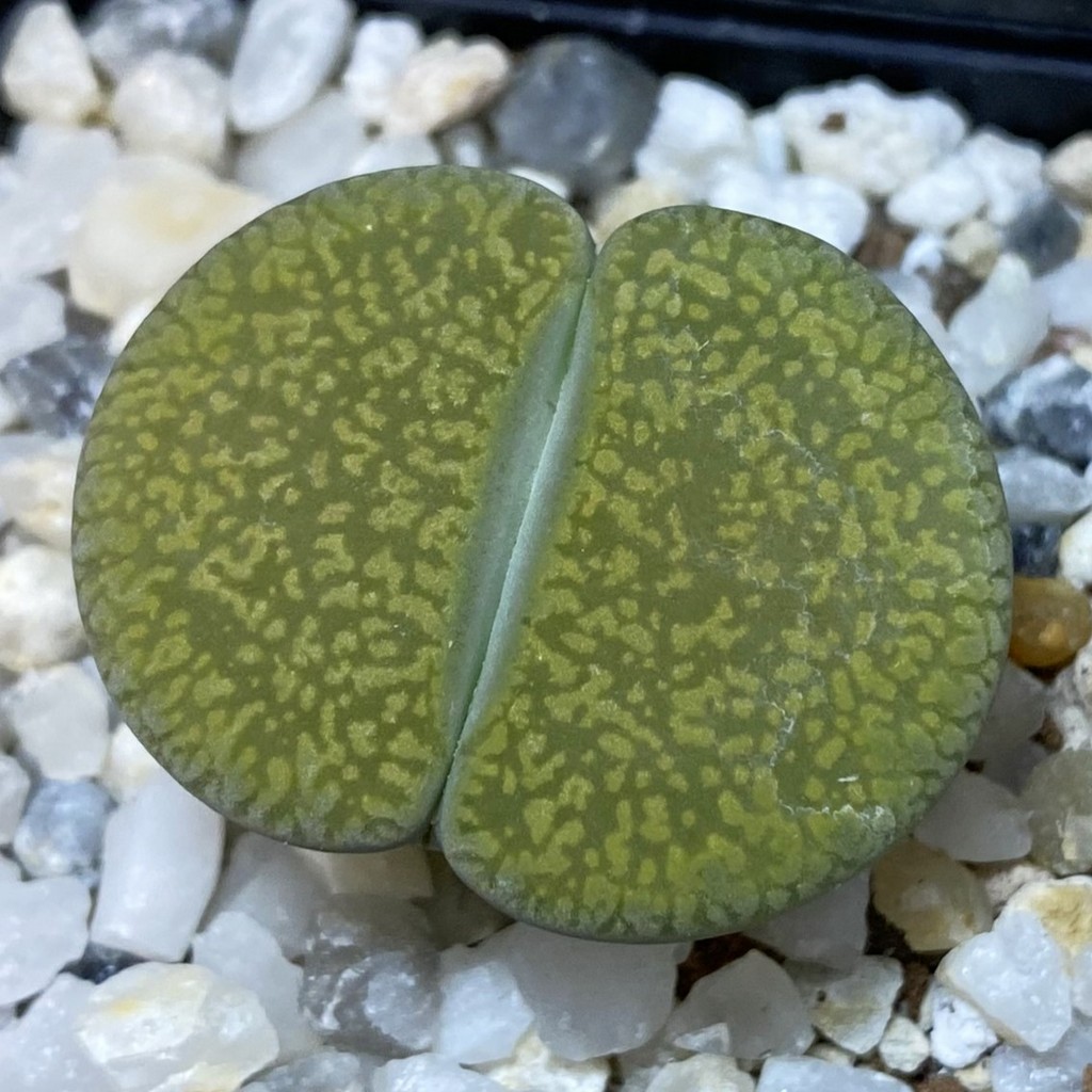 SH37619 Lithops aucampiae 'Jackson's Jade'