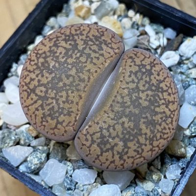 SH37620 Lithops aucampiae