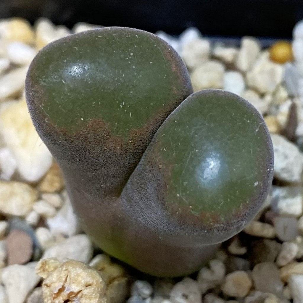 SH37622 Conophytum friedrichiae