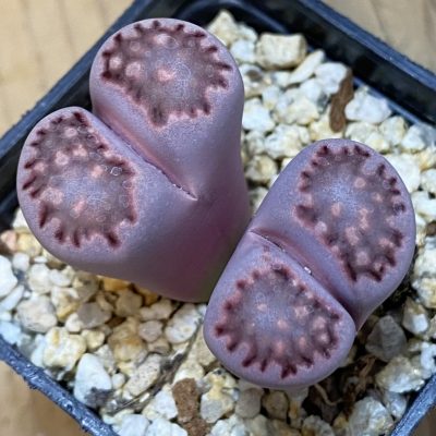 SH37623 Lithops salicola ‘Sato’s Violet’ hybrid