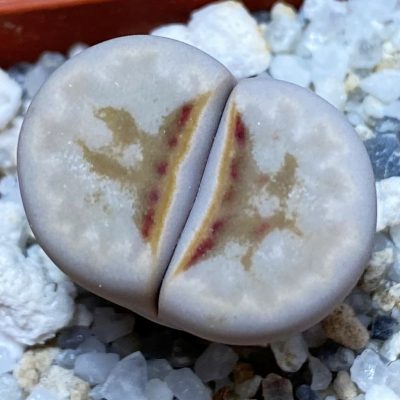SH37546 Lithops julii 'Hot Lips'
