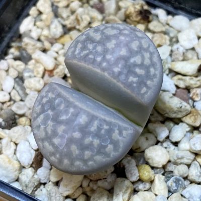 SH37625 Lithops marmorata