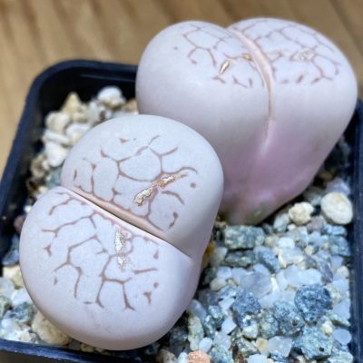SH37627 Dinteranthus vanzylii