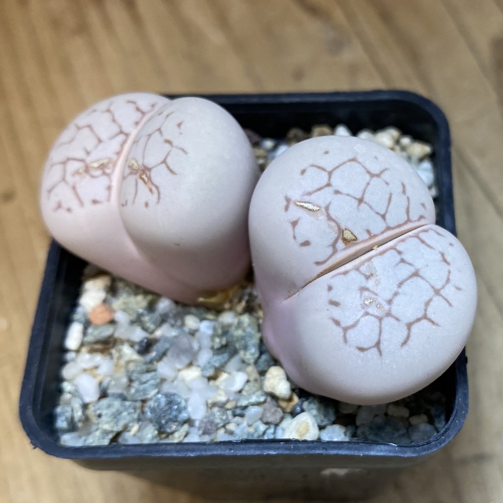 SH37627 Dinteranthus vanzylii - Image 2