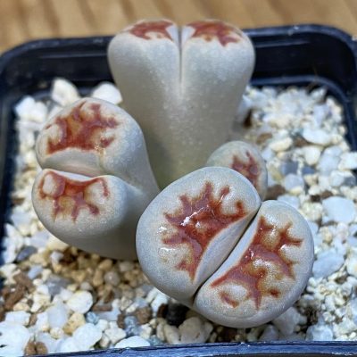 SH37628 Lithops karasmontana v. lateritia f. monstrosa