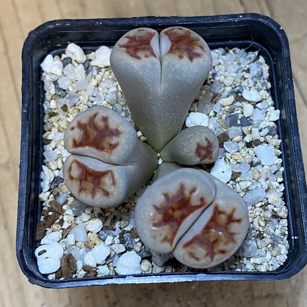 SH37628 Lithops karasmontana v. lateritia f. monstrosa - Image 2