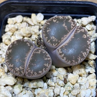 SH37630 Lithops lesliei v. maraisii