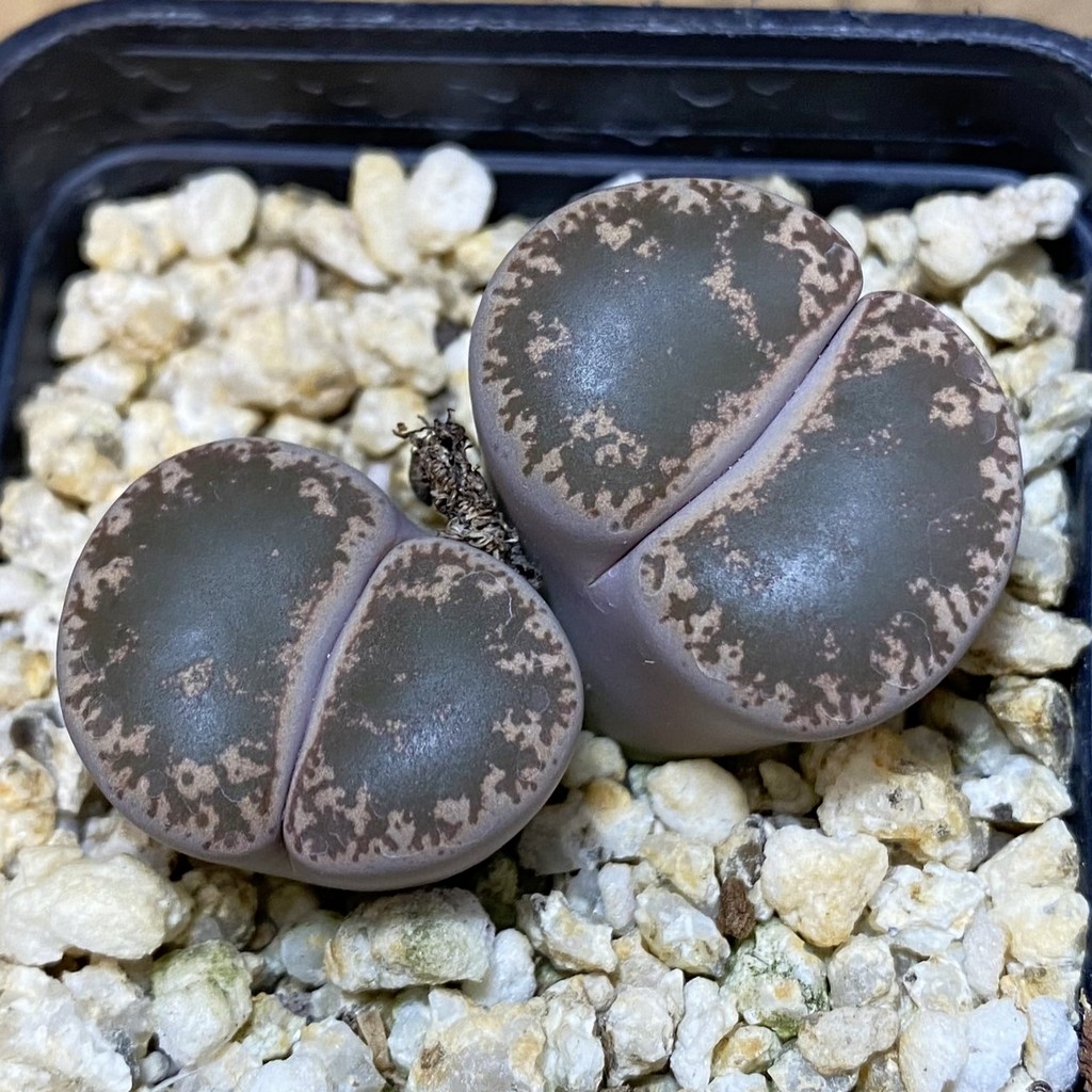 SH37630 Lithops lesliei v. maraisii