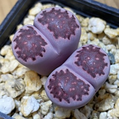 SH37631 Lithops salicola ‘Sato’s Violet’ hybrid