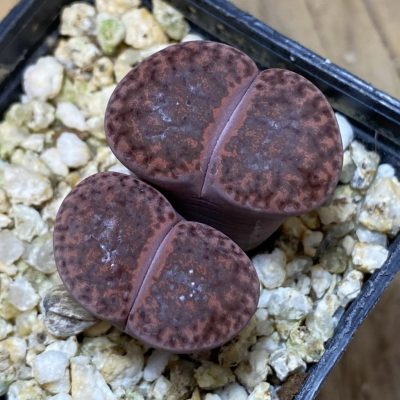 SH37632 Lithops bromfieldii ‘Embers’