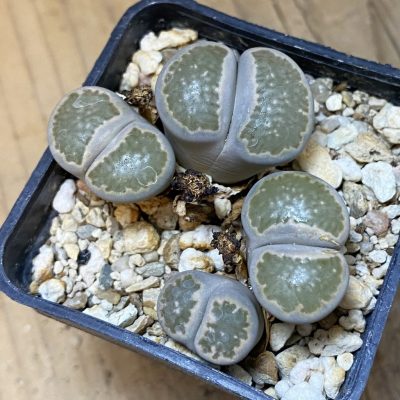 SH37633 Lithops salicola v. reticulata, seedling 2 plants