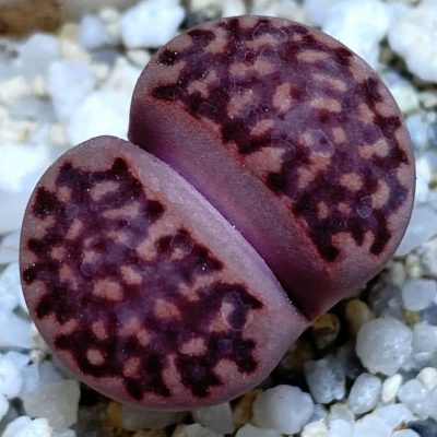 SH37538 Lithops salicola ‘Sato’s Violet’ hybrid