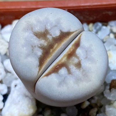 SH37547 Lithops julii 'Hot Lips'