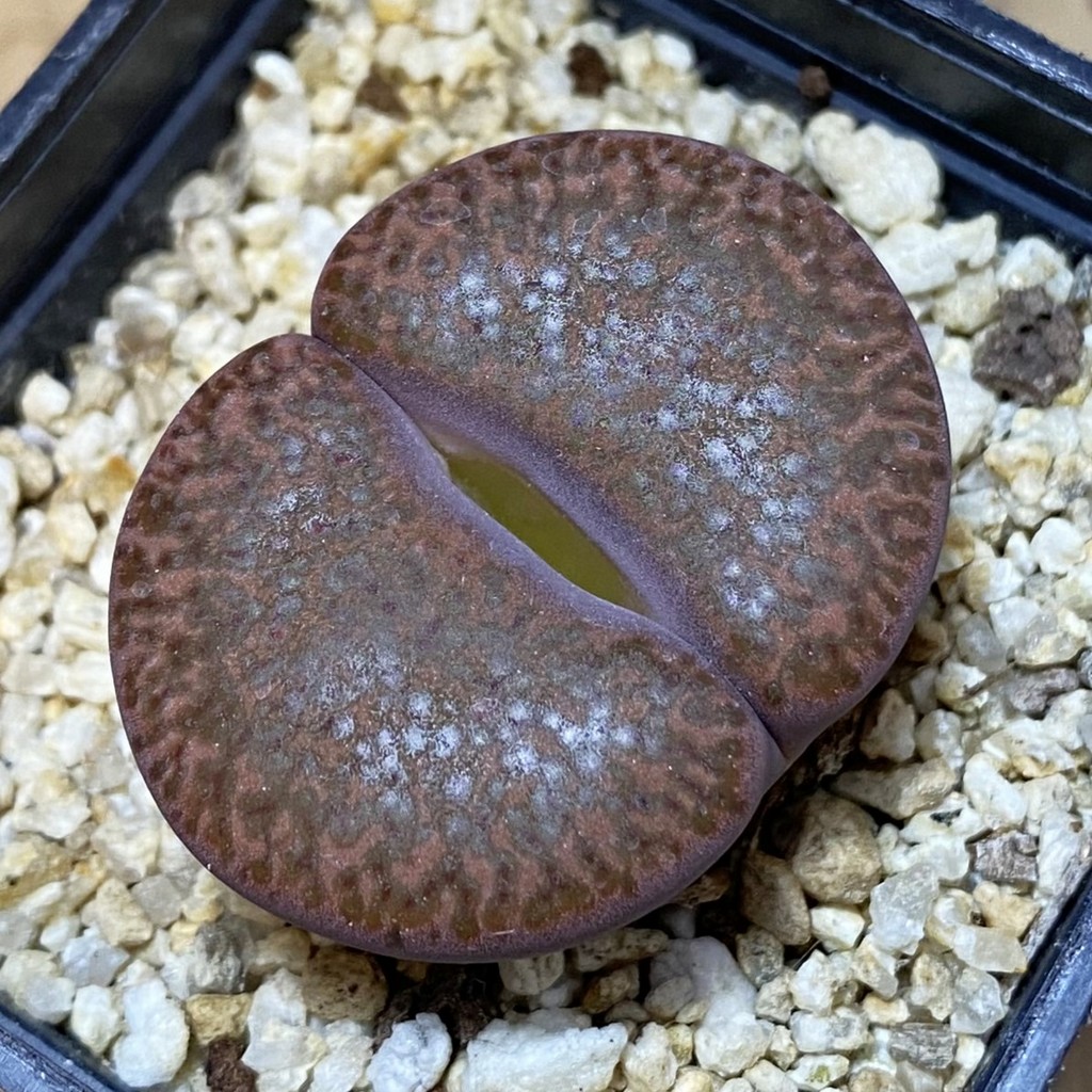 SH37635 Lithops bromfieldii ‘Embers’