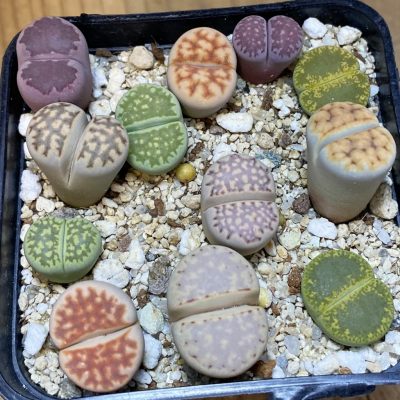 SH37636 Lithops mix