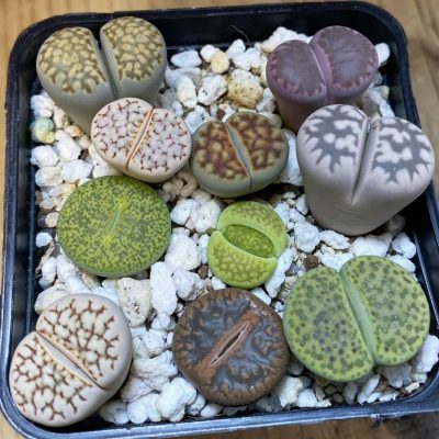 SH37637 Lithops mix