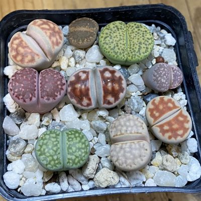 SH37638 Lithops mix