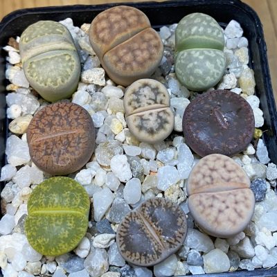 SH37639 Lithops mix