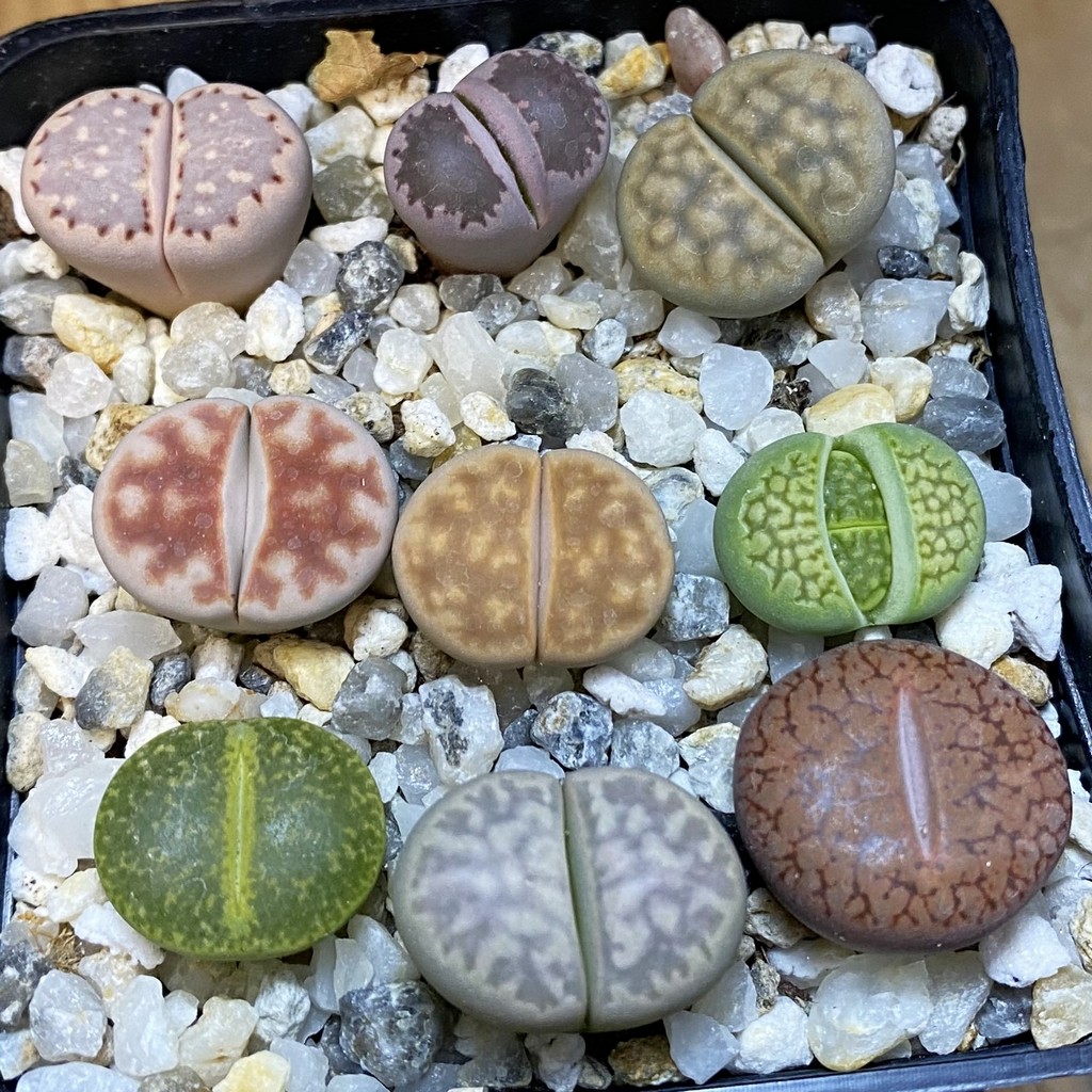 SH37640 Lithops mix