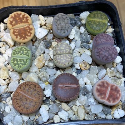 SH37641 Lithops mix