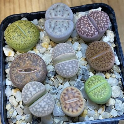 SH37642 Lithops mix