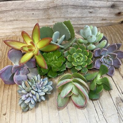 SH37643 Succulents mix, cuted