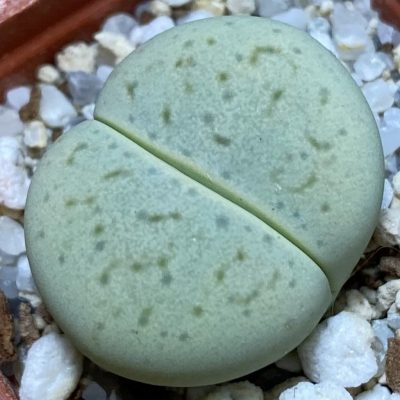 SH37548 Dinteranthus vanzylii ‘Emerald’