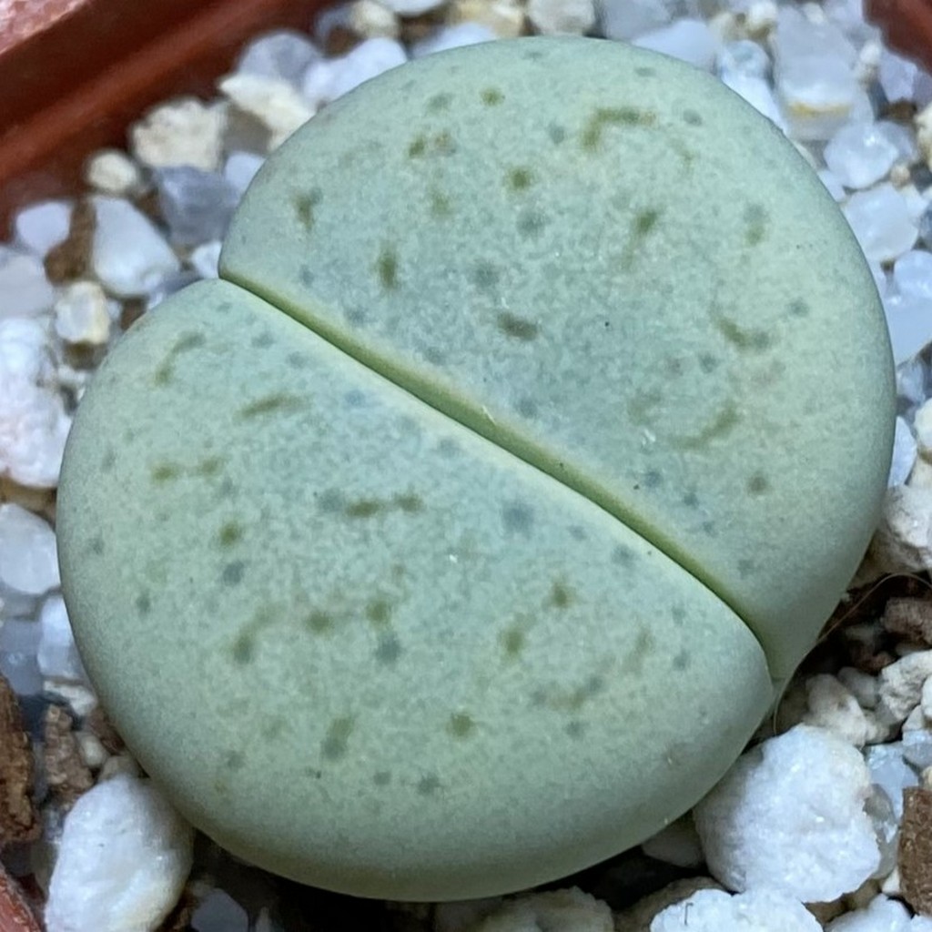 SH37548 Dinteranthus vanzylii ‘Emerald’