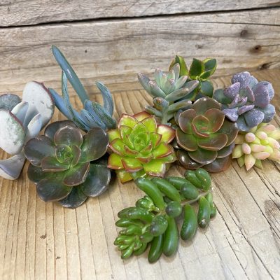 SH37644 Succulents mix, cuted