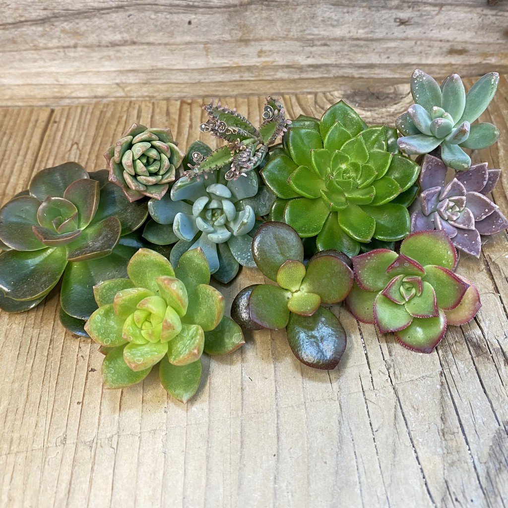 SH37645 Succulents mix, cuted