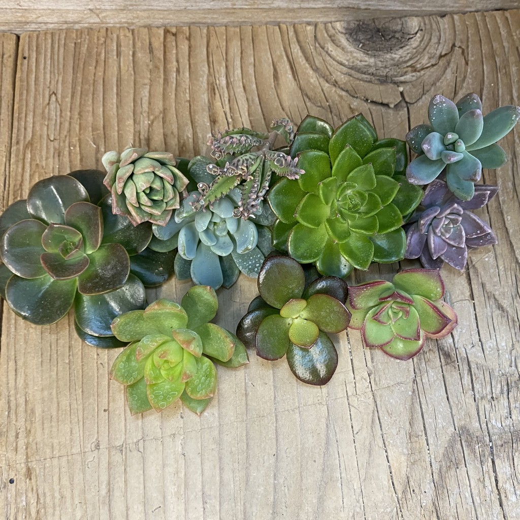 SH37645 Succulents mix, cuted - Image 2
